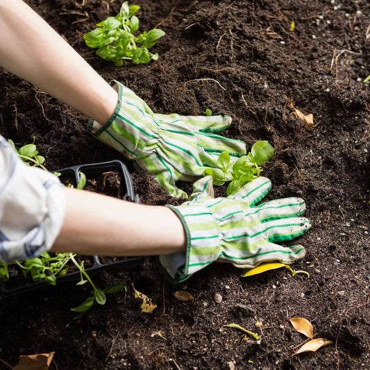 Organic planting with humus compost organic fertilizer