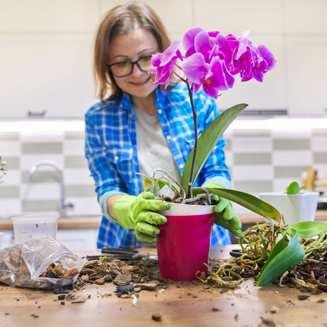 Growing Orchids with Organic Fertilizer: Nurturing Exquisite Blooms Sustainably