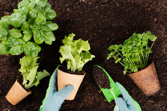 Cultivating Nutrient-Rich Bounty: A Beginner's Guide to Growing Organic Vegetables in Your Garden
